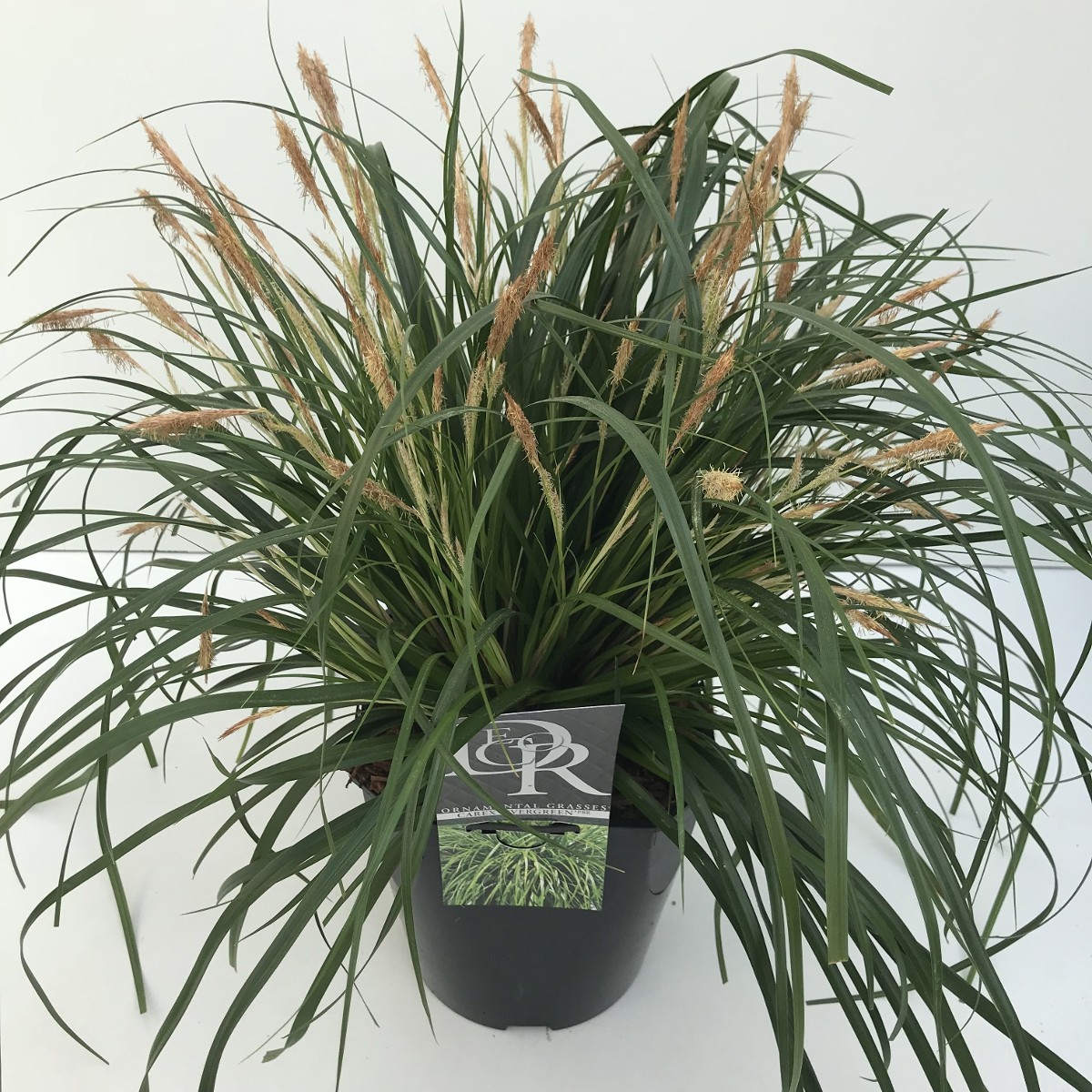 Carex oshimensis 'Evergreen'